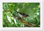 5 peippo Fringilla coelebs_5702 * 900 x 600 * (376KB)